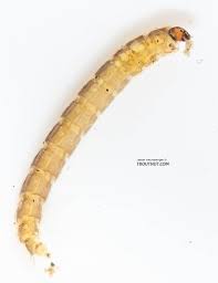 Attēlu rezultāti vaicājumam “Chironomidae larvae”