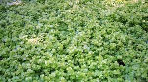 Image result for Lysimachia nummularia