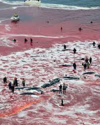 Image result for massacre golfinhos dinamarca