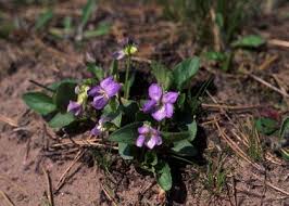 Attēlu rezultāti vaicājumam “Viola rupestris”
