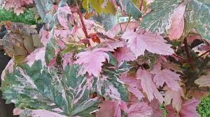 Attēlu rezultāti vaicājumam “Acer pseudoplatanus fo. purpurascens”