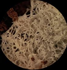 Attēlu rezultāti vaicājumam “Comatricha fragilis”