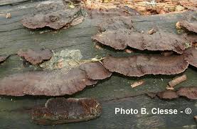 Attēlu rezultāti vaicājumam “Gloeophyllum trabeum”