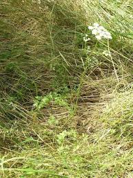 Attēlu rezultāti vaicājumam “Peucedanum oreoselinum”