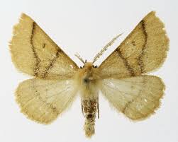 Attēlu rezultāti vaicājumam “Crocallis elinguaria”