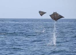 Image result for Mobula tarapacana