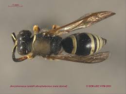 Attēlu rezultāti vaicājumam “Ancistrocerus sp. male”