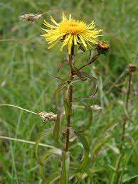 Attēlu rezultāti vaicājumam “Inula salicina leaf”