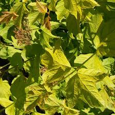 Attēlu rezultāti vaicājumam “Viburnum opulus leaf”