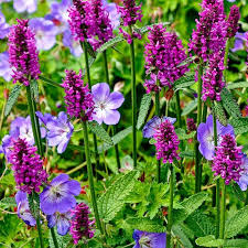 Attēlu rezultāti vaicājumam “Stachys”