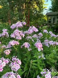 Image result for Phlox paniculata `Bright Eyes`