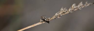 Attēlu rezultāti vaicājumam “Glyphipterigidae”