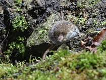 Attēlu rezultāti vaicājumam “Sorex sp.”