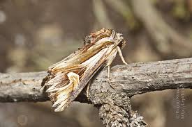 Attēlu rezultāti vaicājumam “Actinotia polyodon”