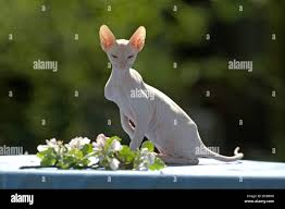 Attēlu rezultāti vaicājumam “Felis silvestris catus adult”