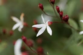 Attēlu rezultāti vaicājumam “Gillenia trifoliata”