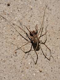 Attēlu rezultāti vaicājumam “Opiliones”