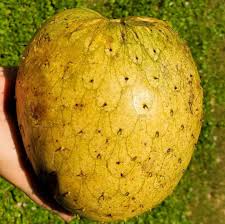 Attēlu rezultāti vaicājumam “Libanotis montana fruit”