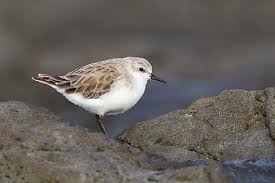 Image result for Calidris ruficollis