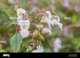 Attēlu rezultāti vaicājumam “Impatiens glandulifera leaf”