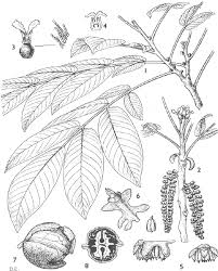 Attēlu rezultāti vaicājumam “Juglans regia leaf”