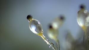 Attēlu rezultāti vaicājumam “Pilobolus crystallinus”