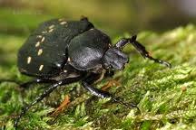 Attēlu rezultāti vaicājumam “Gnorimus variabilis”