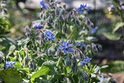 Attēlu rezultāti vaicājumam “Borago officinalis”