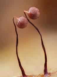 Attēlu rezultāti vaicājumam “Cribraria languescens spores”