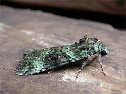 Attēlu rezultāti vaicājumam “Anaplectoides prasina”