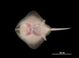 Image result for Amblyraja hyperborea