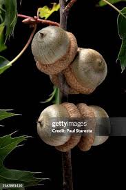 Attēlu rezultāti vaicājumam “Quercus rubra fruit”