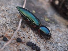 Attēlu rezultāti vaicājumam “Selatosomus aeneus”