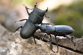 Attēlu rezultāti vaicājumam “Dorcus parallelopipedus”