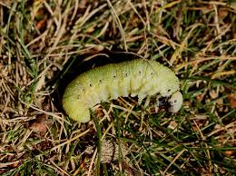 Attēlu rezultāti vaicājumam “Cimbex femoratus larva”