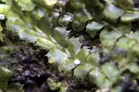 Attēlu rezultāti vaicājumam “Rhynchostegiella tenella macro”