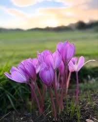 Attēlu rezultāti vaicājumam “Colchicum autumnale flower”
