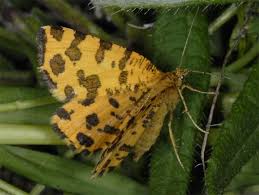 Attēlu rezultāti vaicājumam “Pseudopanthera macularia”