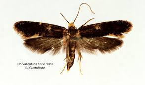 Attēlu rezultāti vaicājumam “Monopis weaverella”