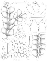 Attēlu rezultāti vaicājumam “Chiloscyphus”