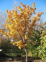 Attēlu rezultāti vaicājumam “Sorbus alnifolia”