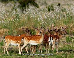 Attēlu rezultāti vaicājumam “Dama dama”