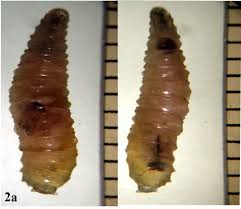 Attēlu rezultāti vaicājumam “Acronicta megacephala larva”