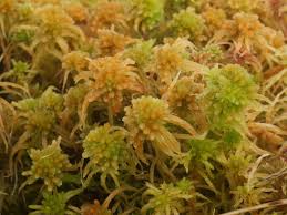 Attēlu rezultāti vaicājumam “Sphagnum flexuosum”