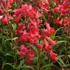 Image result for Penstemon