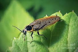 Attēlu rezultāti vaicājumam “Ectobius sylvestris”