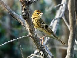Attēlu rezultāti vaicājumam “Anthus trivialis adult”
