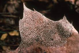 Attēlu rezultāti vaicājumam “Diachea muscorum spores”