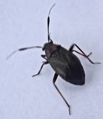 Attēlu rezultāti vaicājumam “Capsus ater”