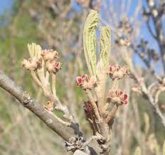 Attēlu rezultāti vaicājumam “Hamamelis virginiana bud”